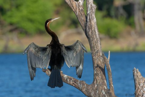 African Darter_Botswana-1