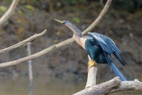 Anhinga_Costa Rica-1