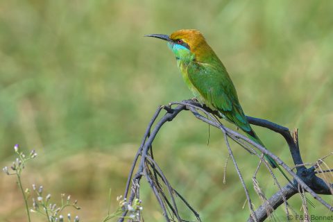 Asian Green Bee-eater_Thailand-4