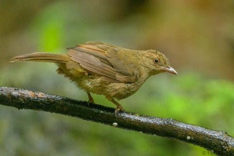 Asian Red-eyed Bulbul_Thailand-6