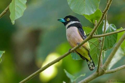 Black-and-yellow Broadbill_Thailand-6