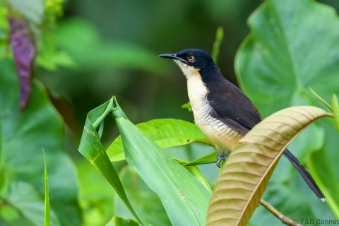 Black-capped Donacobius_Ecuador-1