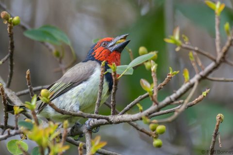 Black-collared Barbet_South Africa-5