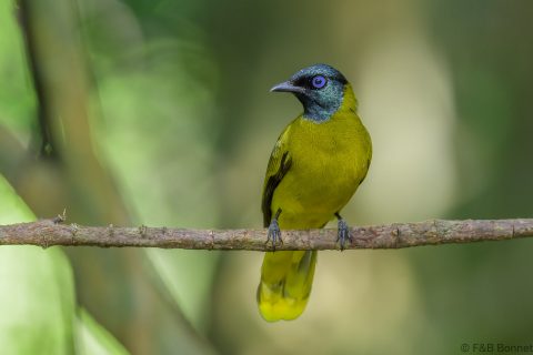 Black-headed Bulbul_Thailand-4