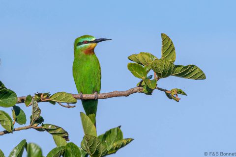 Blue-cheeked Bee-eater_South Africa-3