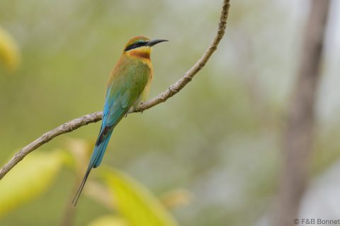 Blue-tailed Bee-eater_Thailand-2