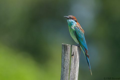 Blue-throated Bee-eater_Thailand-6