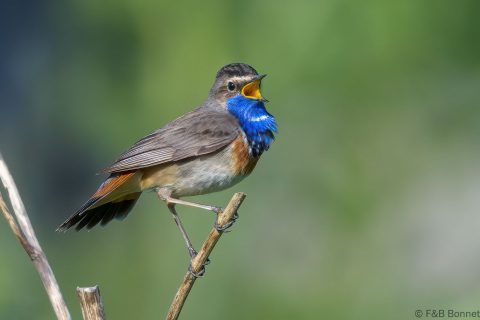 Bluethroat_France-1