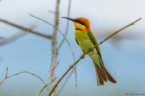 Chestnut-headed Bee-eater_Thailand-4
