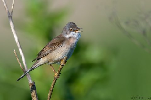 Common Whitethroat_France-4
