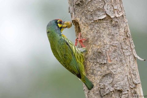 Coppersmith Barbet_Thailand-4