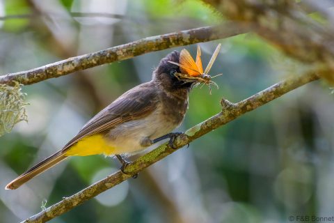 Dark-capped Bulbul_South Africa-5
