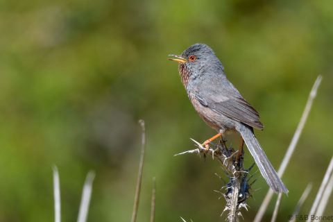Dartford Warbler_Spain-2