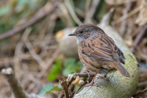 Dunnock_France-3