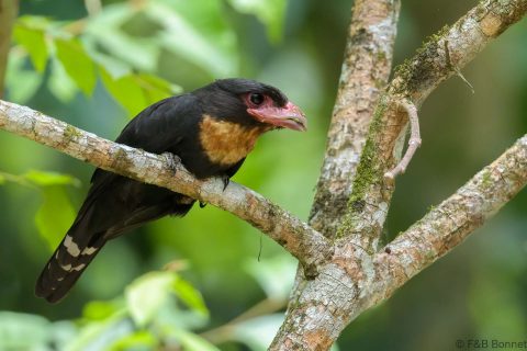 Dusky Broadbill_Thailand-6