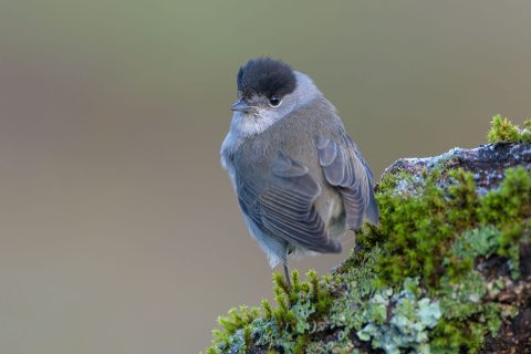 Eurasian Blackcap_Spain-5