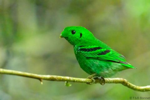 Green Broadbill_Thailand-3