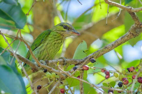 Green-eared Barbet_Thailand-3