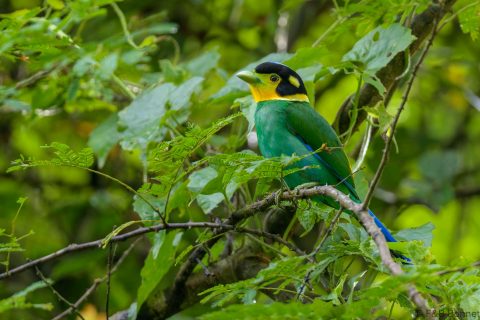 Long-tailed Broadbill_Thailand-5