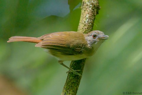 Moustached Babbler_Thailand-4