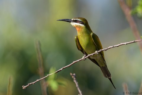 live Bee-eater_Madagascar-7