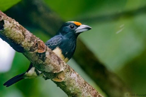 Orange-fronted Barbet_Ecuador-2
