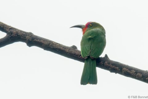 Red-bearded Bee-eater_Thailand-1
