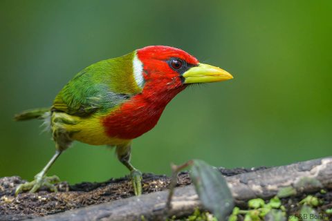 Red-headed Barbet_Ecuador-5