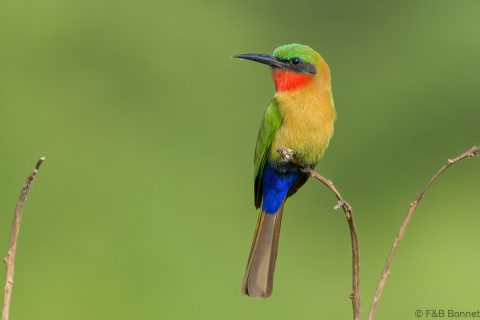 Red-throated Bee-eater_Senegal-4