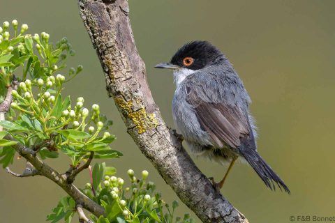 Sardinian Warbler_Spain-1