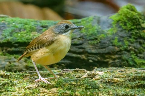 Short-tailed Babbler_Thailand-3