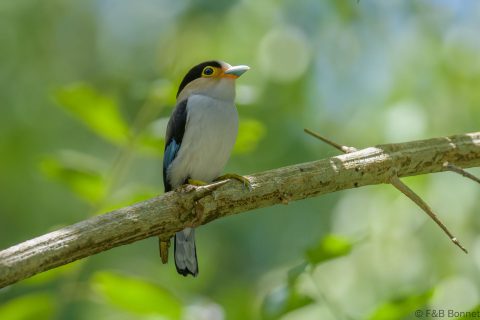 Silver-breasted Broadbill_Thailand-4