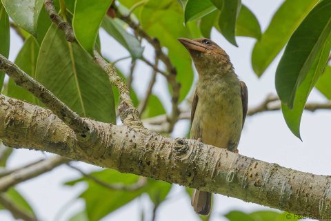Sooty Barbet_Thailand-2
