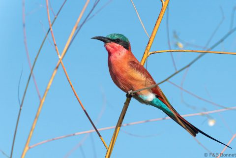 Southern Carmine Bee-eater_Botswana-4