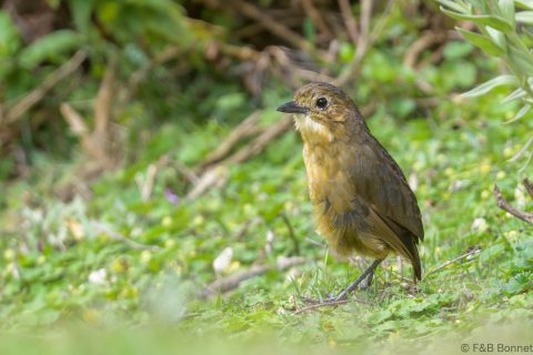 Tawny Antpitta_Ecuador-1