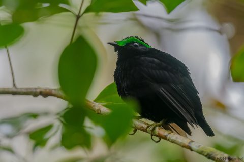 Velvet Asity_Madagascar-6