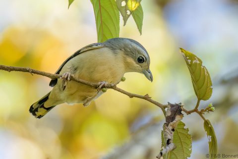 White-browed Shrike-babbler_Thailand-3
