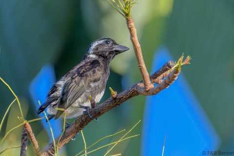 White-eared Barbet_South Africa-3