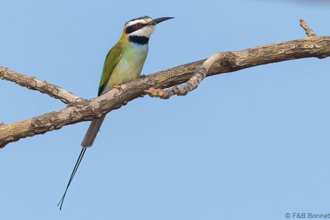 White-throated Bee-eater_Senegal-3