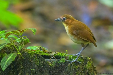 Yellow-breasted Antpitta_Ecuador-1