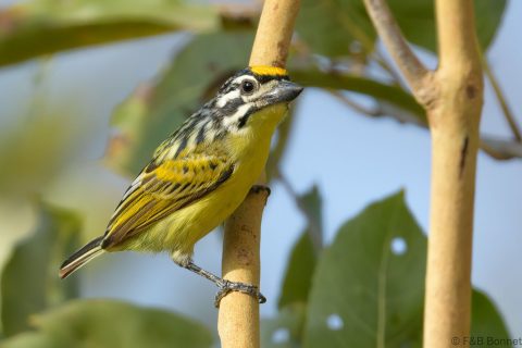 Yellow-fronted Tinkerbird_Senegal-3