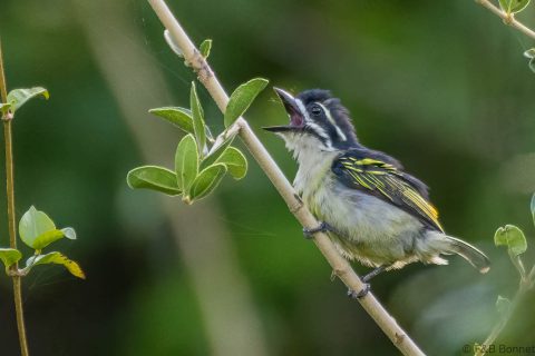 Yellow-rumped Tinkerbird_South Africa-4