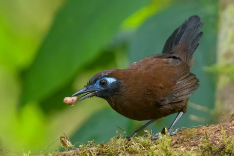 Zeledon's Antbird_Ecuador-2