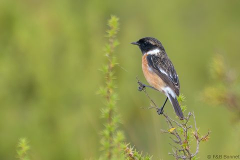 African Stonechat_South Africa-3