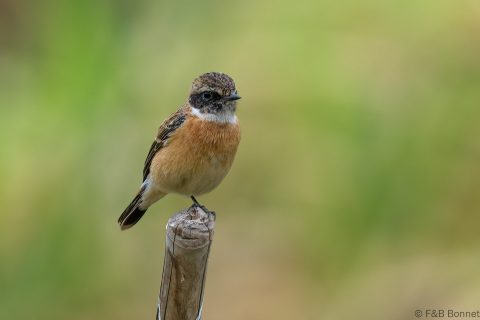 Amur Stonechat_Thailand-1