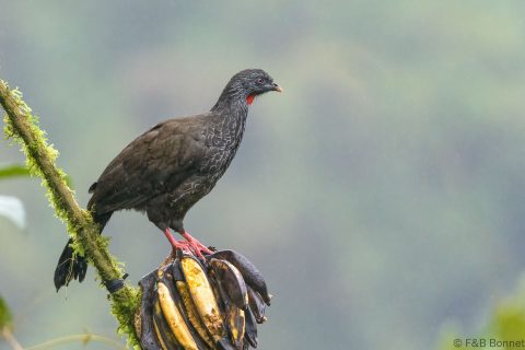 Andean Guan_Ecuador-1