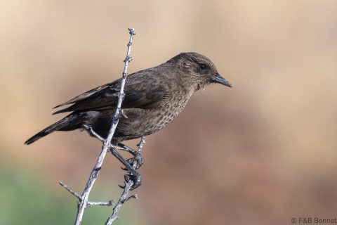 Ant-eating Chat_South Africa-1