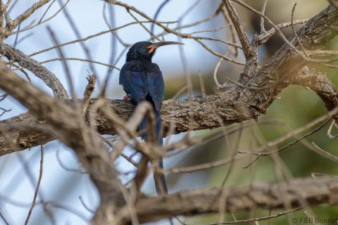 Black Scimitarbill_Senegal-1