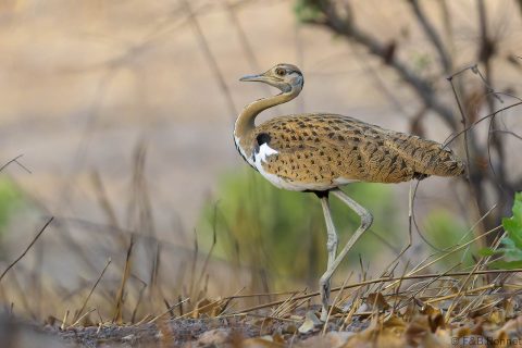 Black-bellied Bustard_Senegal-2