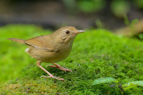 Buff-breasted Babbler_Thailand-1